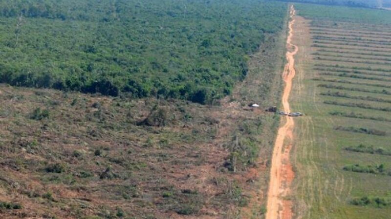 Prazo para aderir ao controle do desmatamento começa dia 12 de abril