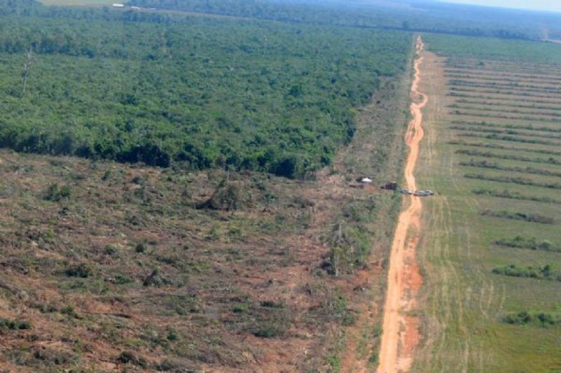 Prazo para aderir ao controle do desmatamento começa dia 12 de abril