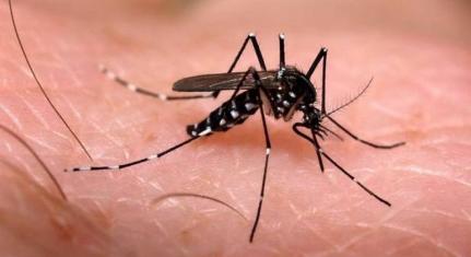 Falhas do ministério da saúde agravaram epidemia da dengue; veja principais erros