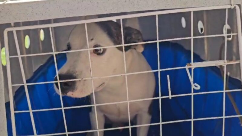Polícia Civil resgata cachorro que era espancado em casa no bairro Novo Milênio em Cuiabá