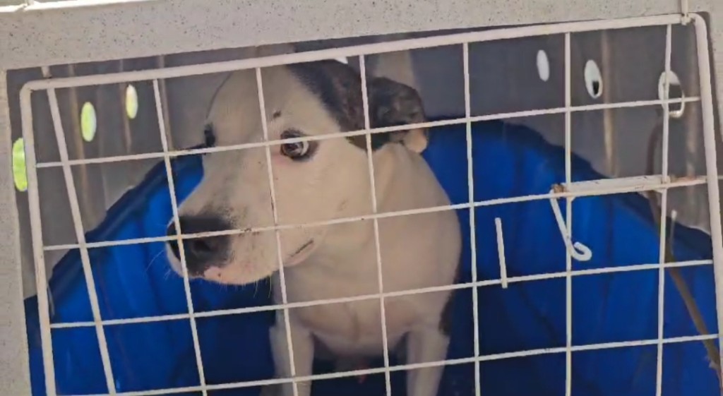 Polícia Civil resgata cachorro que era espancado em casa no bairro Novo Milênio em Cuiabá