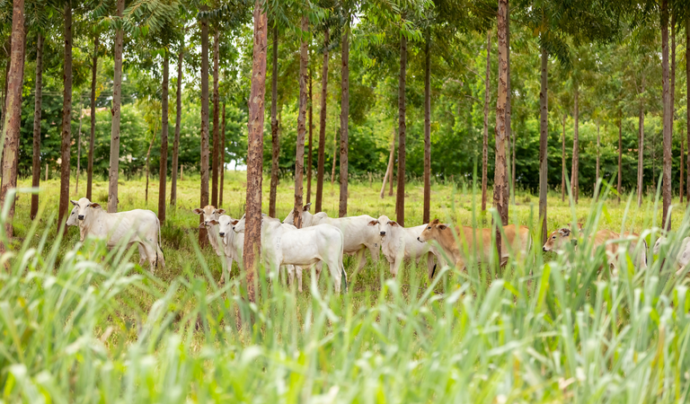 Habilitação de sete estabelecimentos brasileiros para exportação de soro fetal bovino para a China