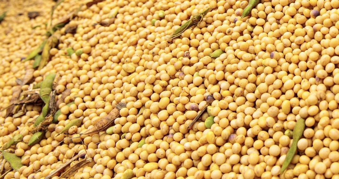 Cotação da soja disponível em Mato Grosso aumenta 0,7%