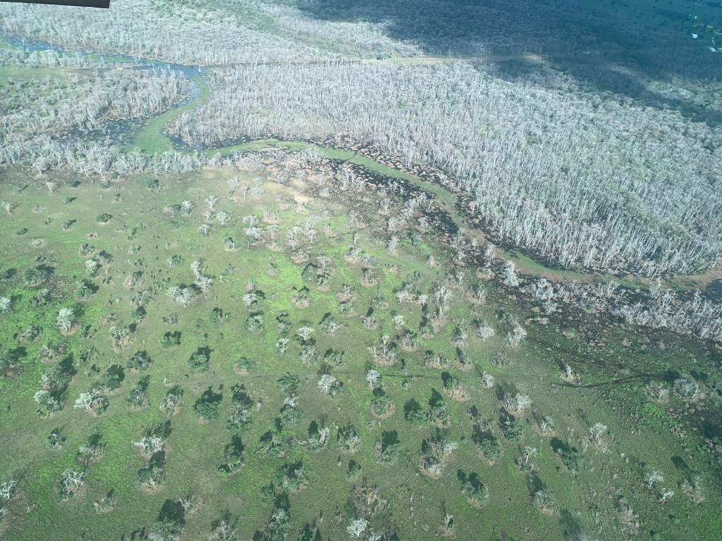 Fazendas com desmate químico em MT viraram ‘cemitério de árvores’, critica deputado