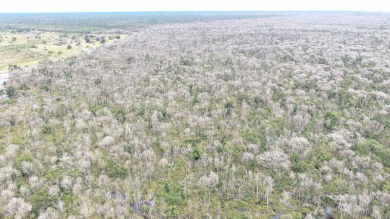 Operação Cordilheira sequestra propriedades e aplica multa de R$ 2,8 bilhões por desmate químico no Pantanal