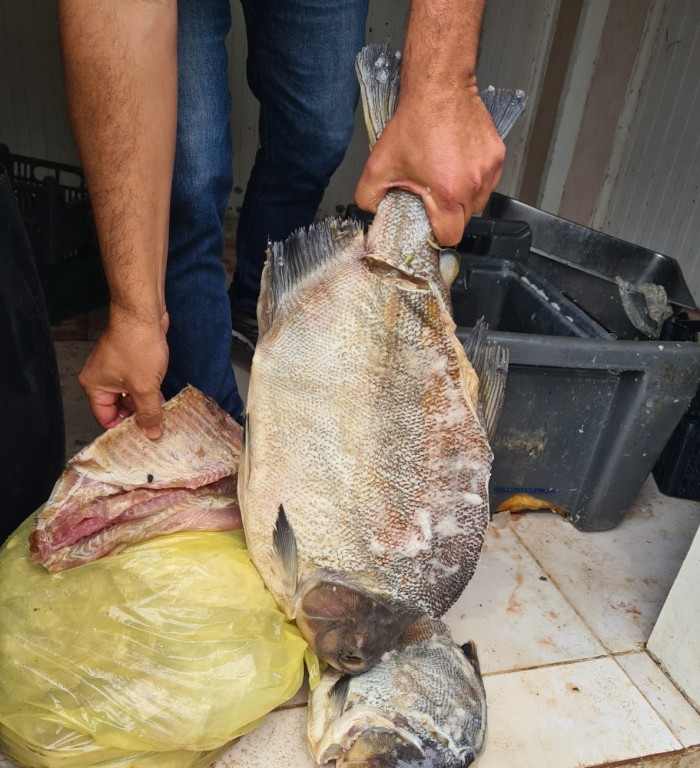 Proprietário de frigorífico clandestino de peixes é autuado por crimes ambientais