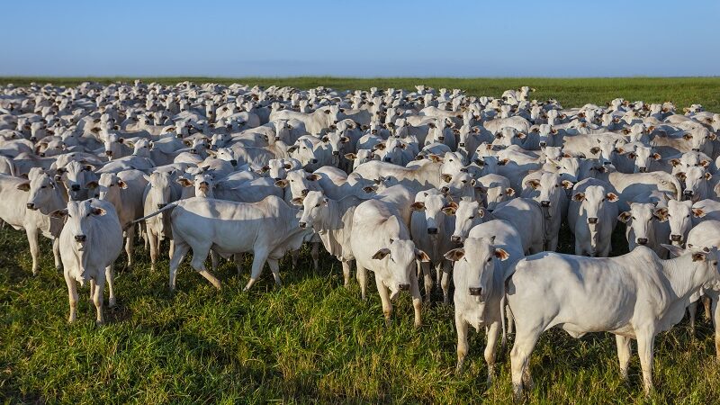 Boi gordo registra queda de 0,14% no preço e produto é negociado a R$ 231,80