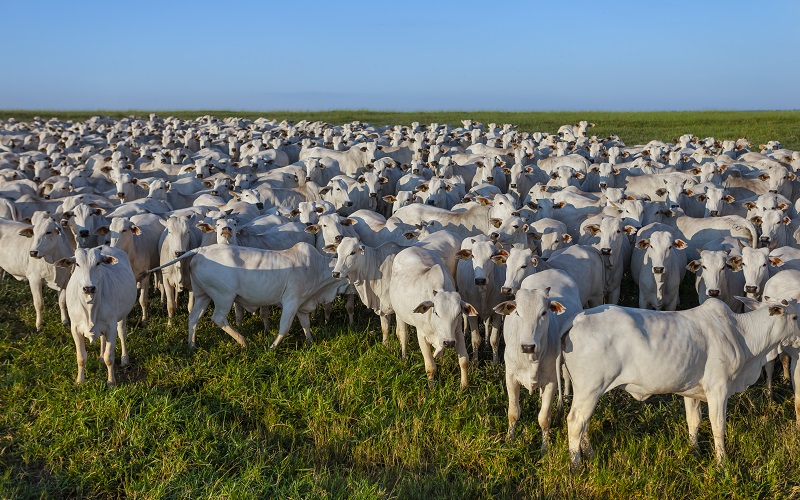 Boi gordo registra queda de 0,14% no preço e produto é negociado a R$ 231,80