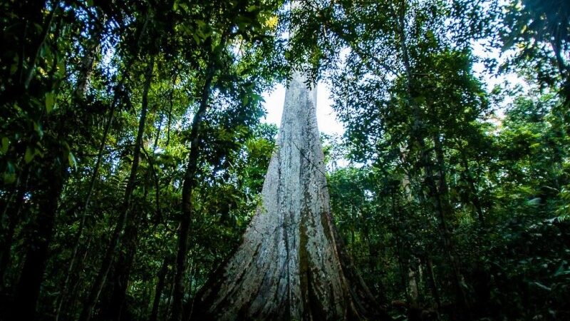 Crime ambiental terá reparação integral, material e moral, aprova CMA