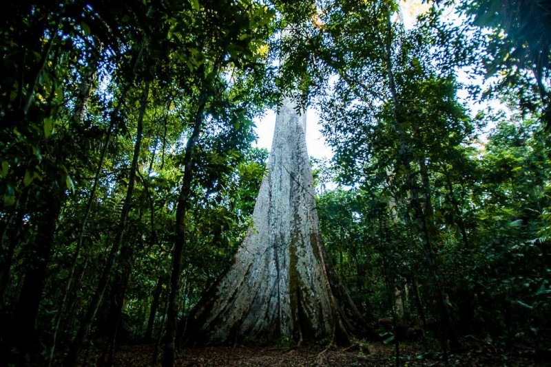 Crime ambiental terá reparação integral, material e moral, aprova CMA