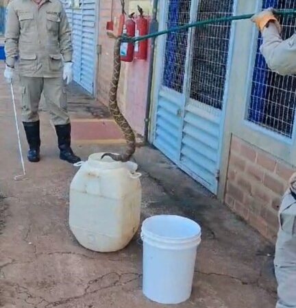 Corpo de Bombeiros captura cascavel em empresa de biodiesel em Campo Verde