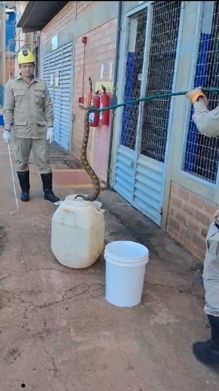 Corpo de Bombeiros captura cascavel em empresa de biodiesel em Campo Verde