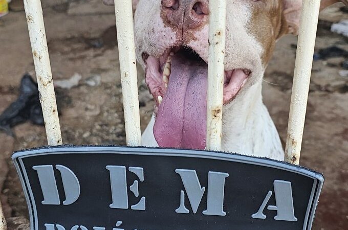 Polícia Civil e Juvam resgatam cachorros que estavam abandonados após dono sofrer AVC