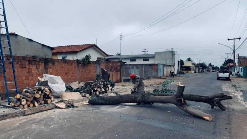 Corpo de Bombeiros Militar realiza corte preventivo de árvore que tinha risco de queda iminente