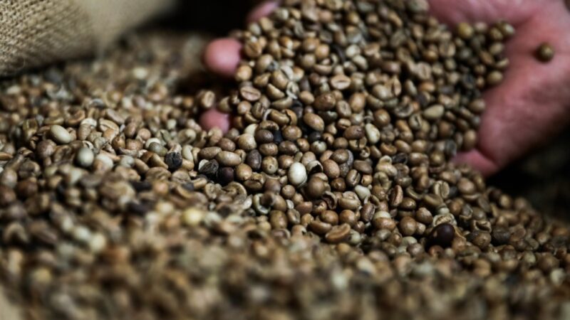 Apoio do Governo de MT a produtores favorece crescimento da produção de café no Estado, aponta Conab