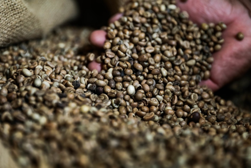 Apoio do Governo de MT a produtores favorece crescimento da produção de café no Estado, aponta Conab
