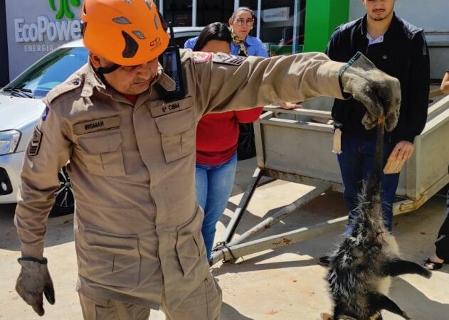Corpo de Bombeiros resgata gambá dentro de cavalete de registro de água