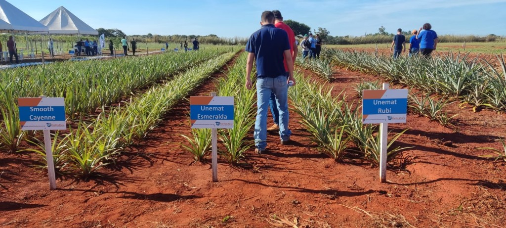 Sem espinhos e resistentes a pragas, novas espécies de abacaxi desenvolvidas pela Unemat irão contribuir com avanço da produção em MT