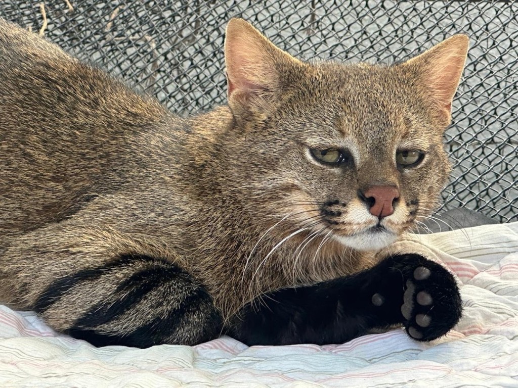 Gato-palheiro resgatado em MT passa a viver em zoológico de SP para reprodução da espécie
