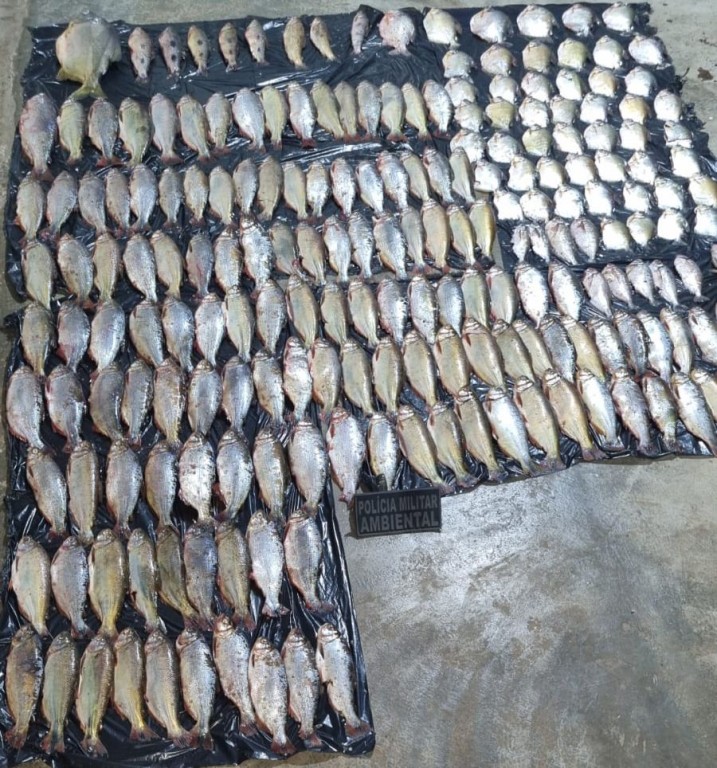 Batalhão Ambiental prende homem por pesca predatória e apreende 213 unidades de peixes