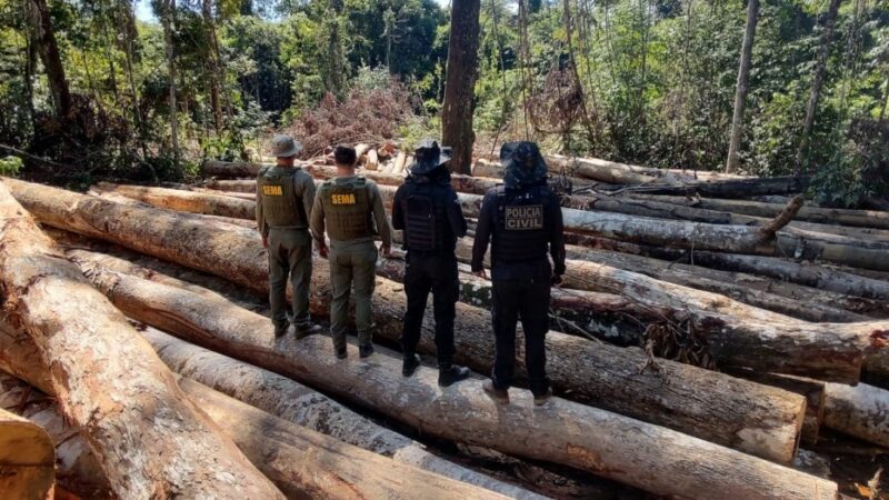 Sema e PJC apreendem 618 metros cúbicos de madeira extraída ilegalmente na região de floresta amazônica