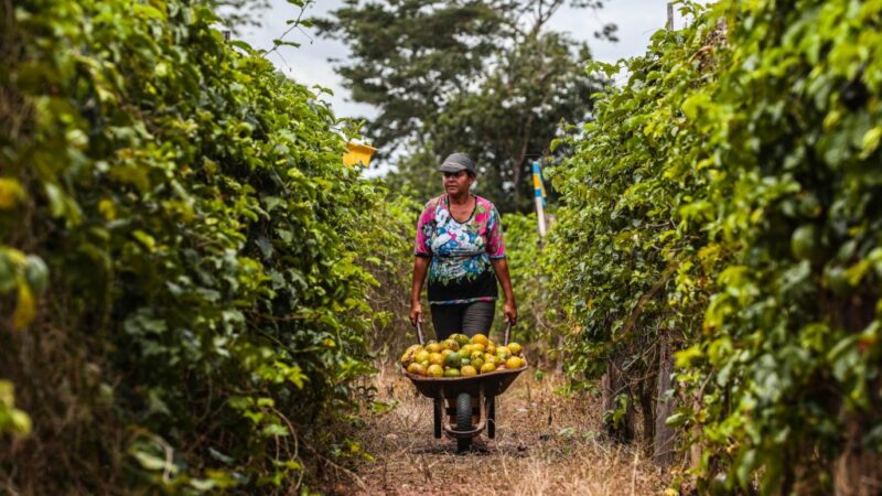 Governo de Mato Grosso regulamenta fundo para fortalecer agricultura familiar