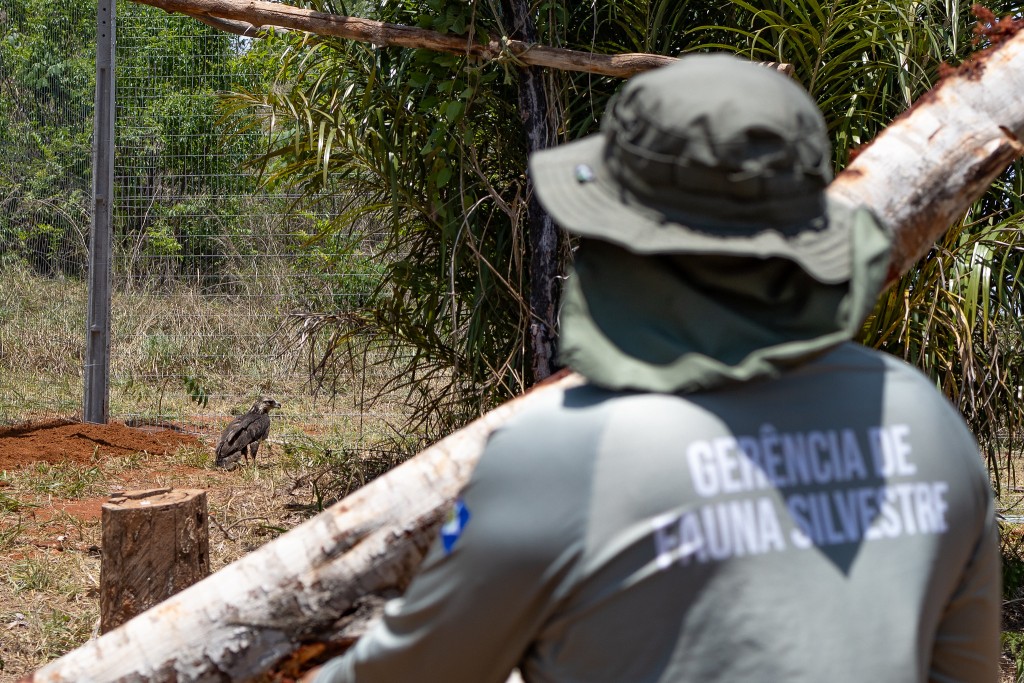Sema-MT cadastra voluntários para atuar no resgate e manejo de animais silvestres afetados por incêndios