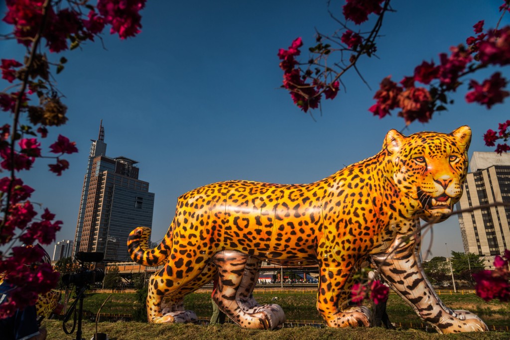 Viradinha Sustentável terá esculturas gigantes de onças-pintadas