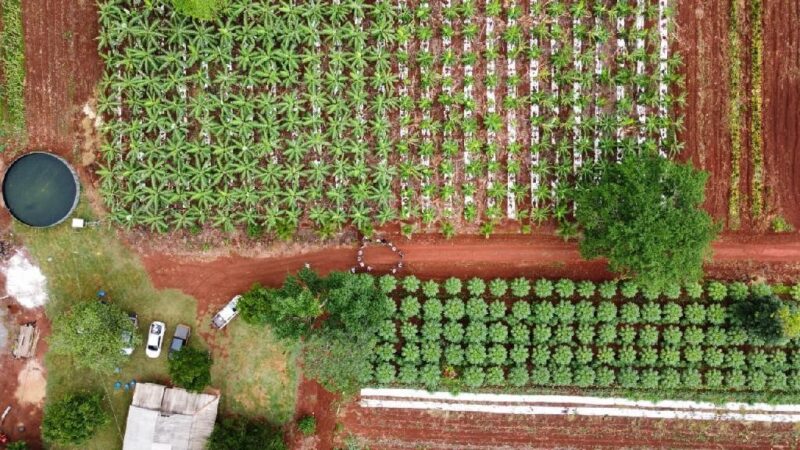 Agricultores familiares transformam áreas de pastagens improdutivas e degradadas em plantações de cacau e banana