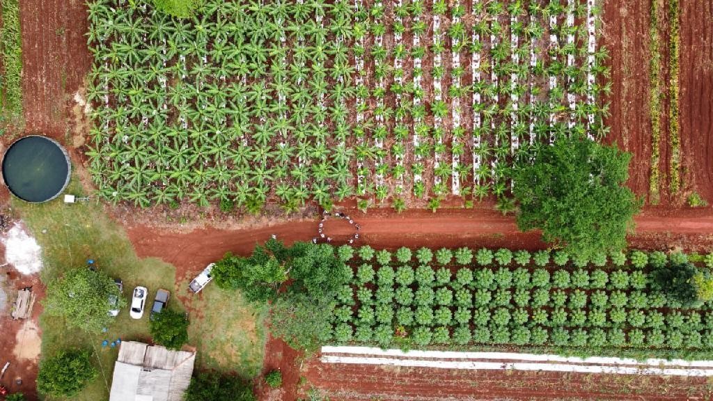 Agricultores familiares transformam áreas de pastagens improdutivas e degradadas em plantações de cacau e banana