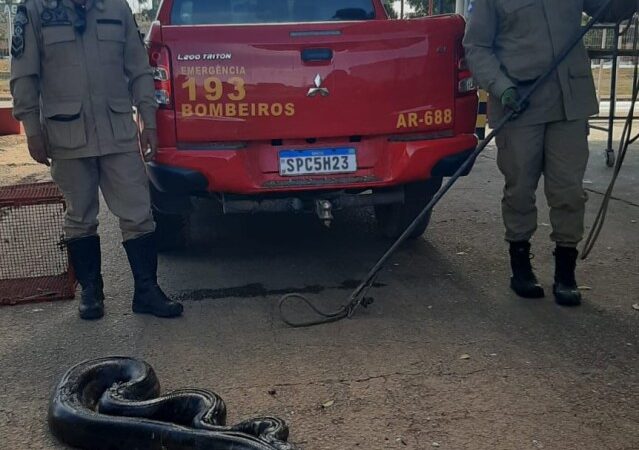 Bombeiros resgatam sucuri de 4 metros que estava em valeta de drenagem de água