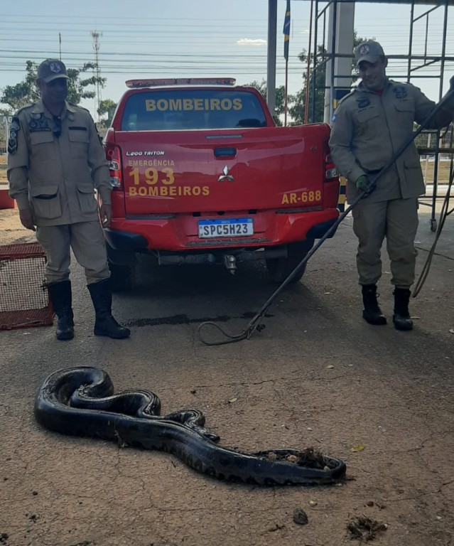 Bombeiros resgatam sucuri de 4 metros que estava em valeta de drenagem de água