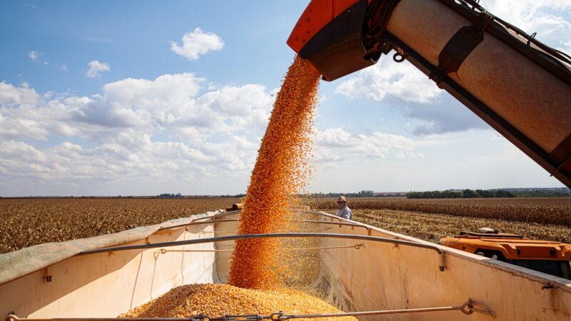Exportações de milho crescem 40% e MT consolida posição no mercado internacional