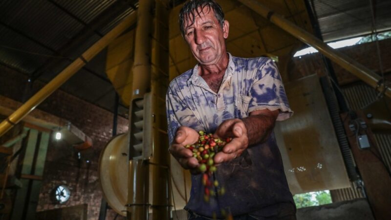 MT sai da penúltima posição para um dos 10 maiores produtores de café do país