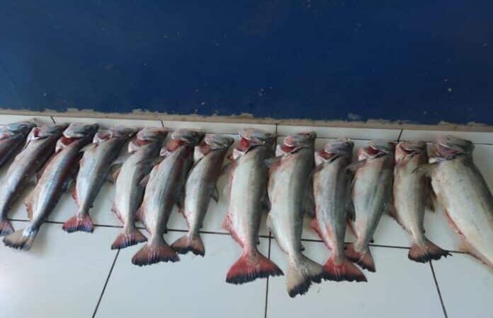Sema apreende 42 redes de emalhar no rio Cuiabá e quase 50 kg de pescado