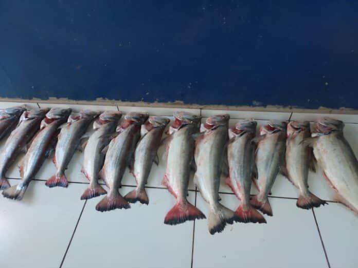 Sema apreende 42 redes de emalhar no rio Cuiabá e quase 50 kg de pescado