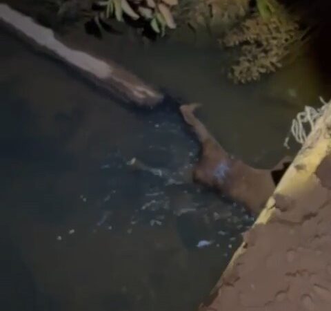 Cadáver é encontrado no rio Aragão em Novo Mundo–MT na madrugada desta sexta-feira (14)