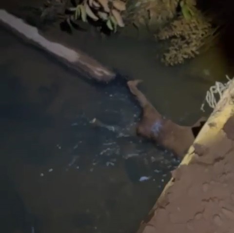 Cadáver é encontrado no rio Aragão em Novo Mundo–MT na madrugada desta sexta-feira (14)