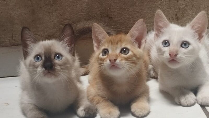 Associação protetora de animais e mais 166 entidades sociais são beneficiadas pelo sorteio do Nota MT