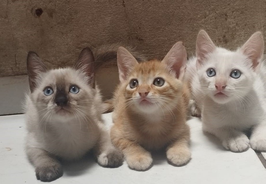 Associação protetora de animais e mais 166 entidades sociais são beneficiadas pelo sorteio do Nota MT