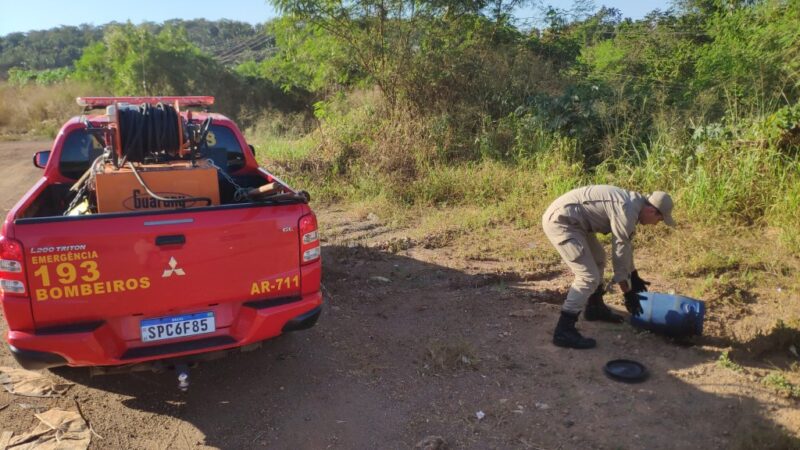 Bombeiros capturam jiboia encontrada em quintal de residência