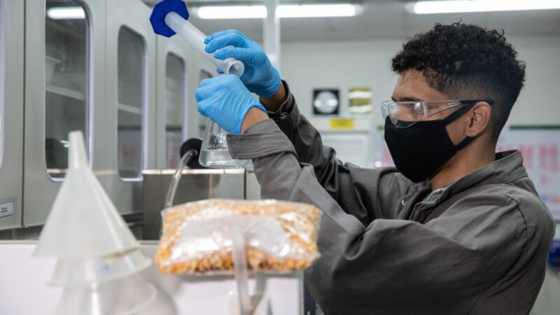 Pesquisa explora potencial dos coprodutos do etanol de milho para alimentação animal em MT