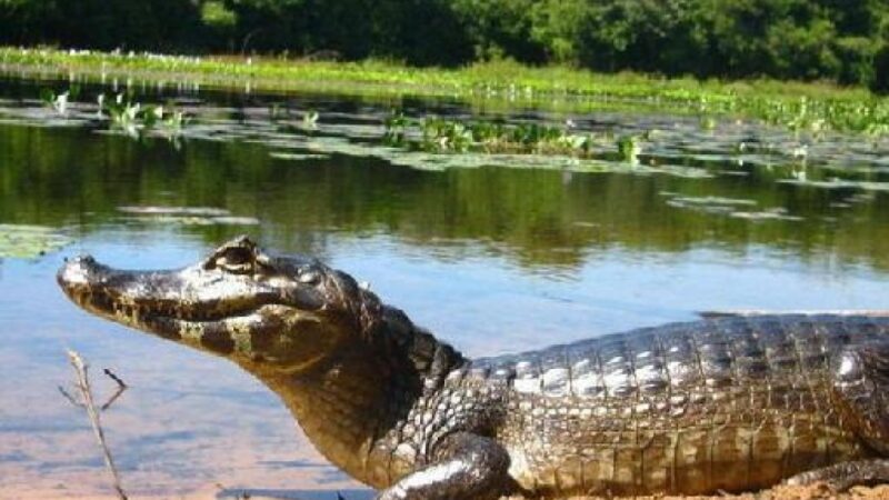 ALMT em busca de soluções para aliar conservação ambiental e desenvolvimento socioeconômico