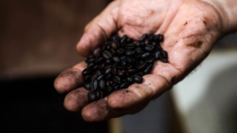 Com apoio do Governo, MT tem primeiro café produzido só por mulheres na Amazônia