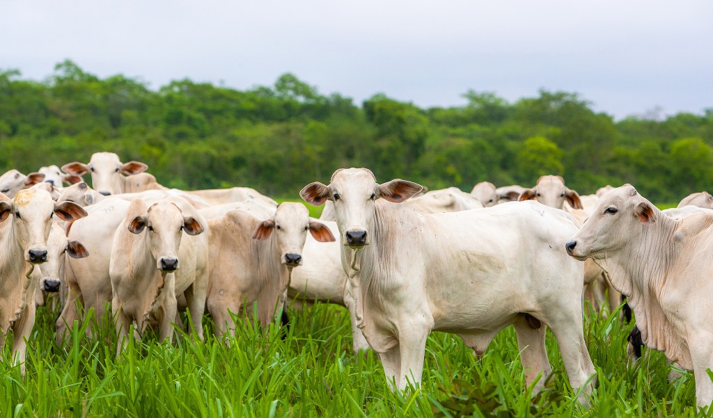 MT bate recorde histórico com abate de 627 mil cabeças de gado em maio