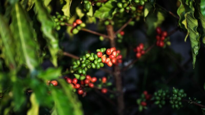 Produtividade de café por hectare em MT triplica e Embrapa destaca impactos de programa do Governo