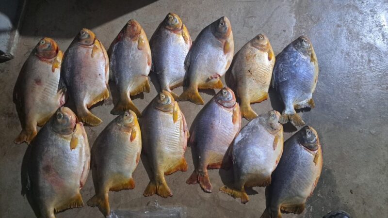 Fiscalização contra pesca predatória apreende 52 kg de peixes no Pantanal