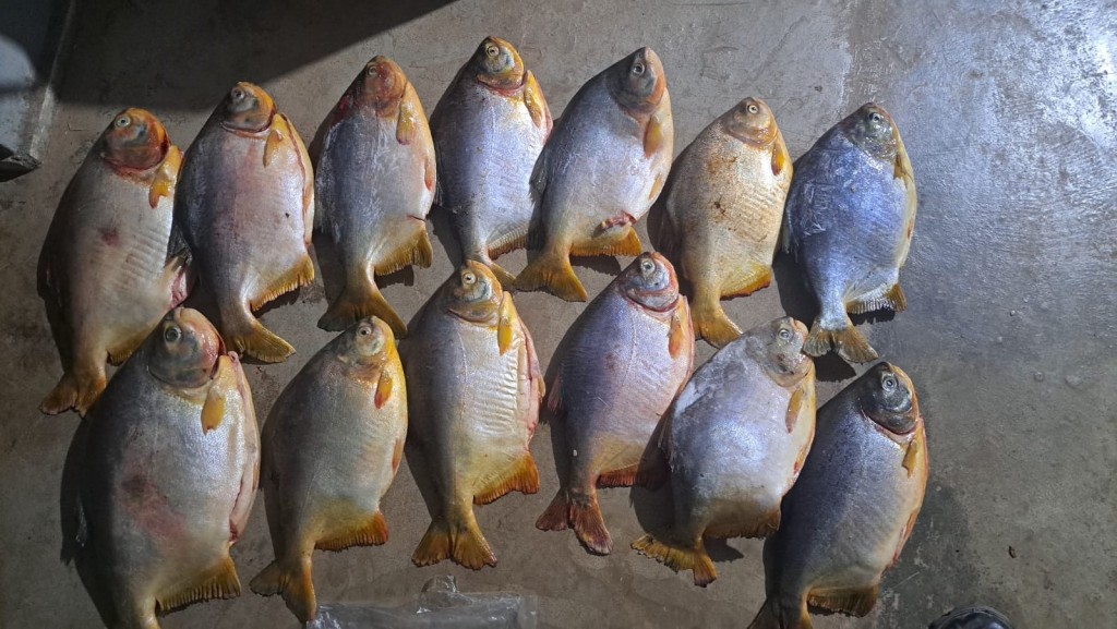 Fiscalização contra pesca predatória apreende 52 kg de peixes no Pantanal