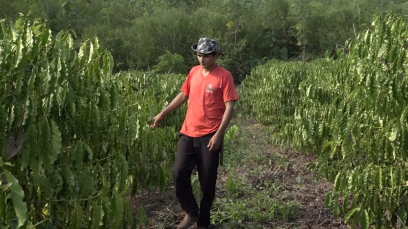 Sistema de irrigação custeado pelo Governo de MT garante produção de café em Colniza