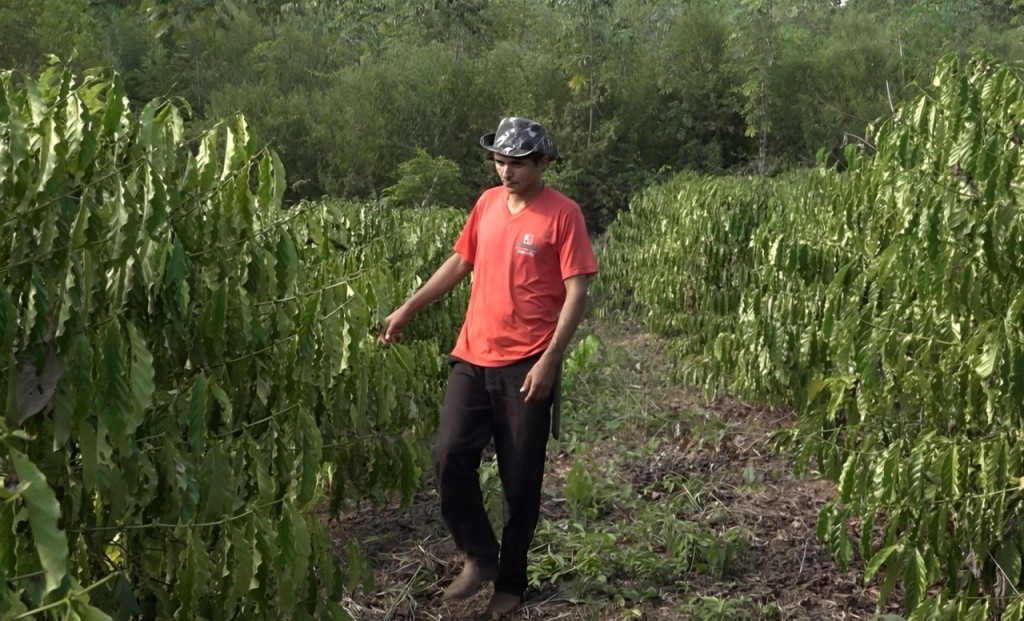 Sistema de irrigação custeado pelo Governo de MT garante produção de café em Colniza